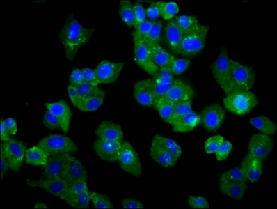 TMEM132D Antibody