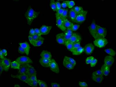 TMEM132D antibody