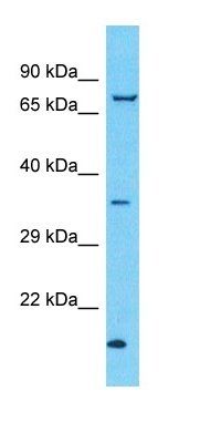 TMEM150C antibody
