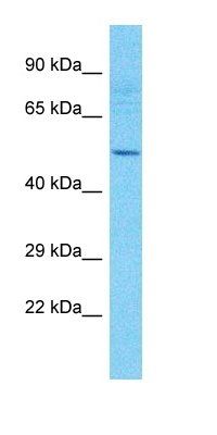 TMEM151A antibody