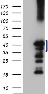 TMEM16A (ANO1) antibody