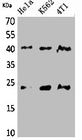 TMEM173 antibody