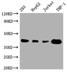 TMEM173 Recombinant Monoclonal Antibody