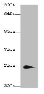 TMEM174 antibody