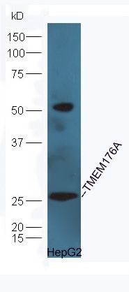 TMEM176A antibody
