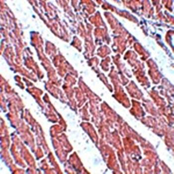 TMEM184C Antibody