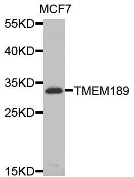 TMEM189 antibody