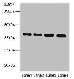 TMEM19 Antibody