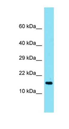 TMEM190 antibody