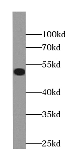 TMEM195 antibody