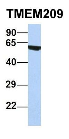 TMEM209 antibody