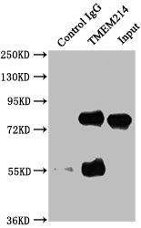 TMEM214 Antibody