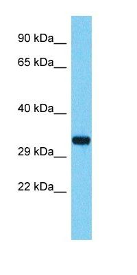 TMEM236 antibody