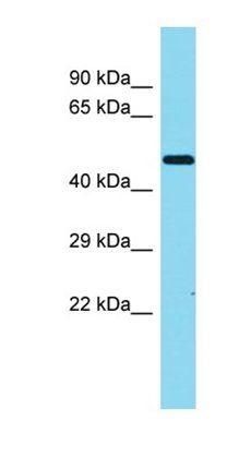 TMEM246 antibody