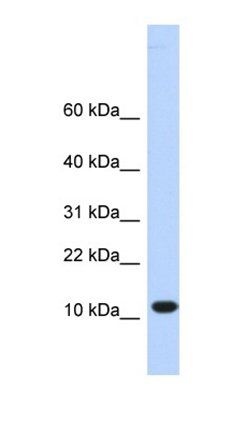 TMEM254 antibody