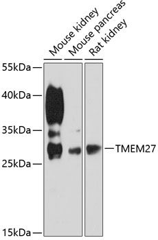 TMEM27 antibody
