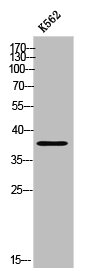 TMEM30B Antibody