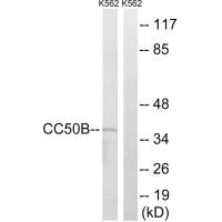 TMEM30B Antibody