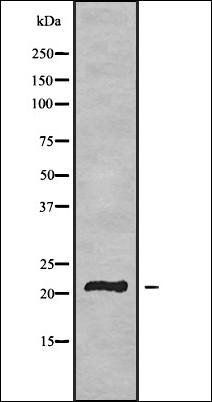 TMEM37 antibody