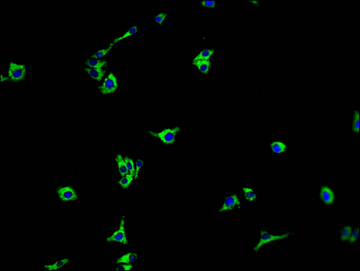 TMEM37 antibody