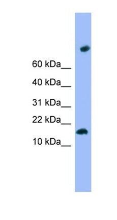 TMEM42 antibody