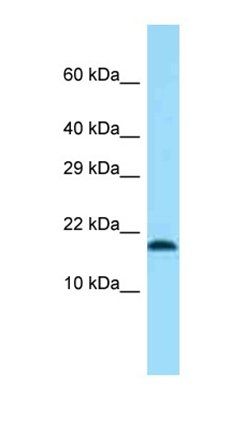 Tmem50b antibody