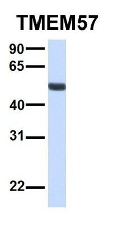 TMEM57 antibody