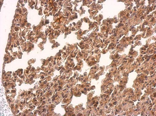 TMEM59 antibody
