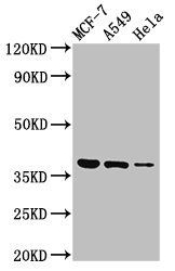 TMEM59 Antibody