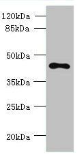 TMEM59L antibody