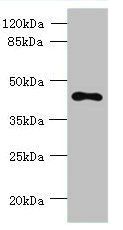 TMEM59L Antibody
