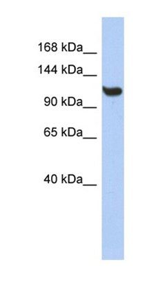 TMEM63C antibody