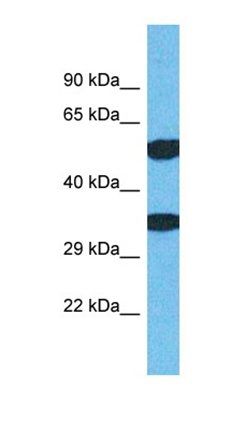 TMEM68 antibody