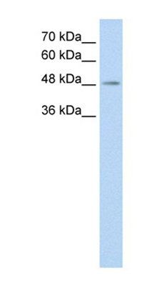TMEM8B antibody
