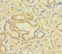 TMEM95 Antibody
