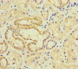 TMEM95 antibody