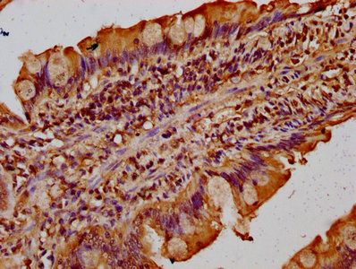 TMF1 antibody