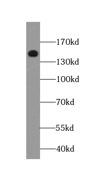 TMF1-Specific antibody