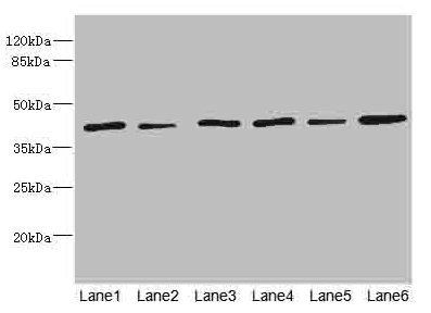 TMOD1 Antibody
