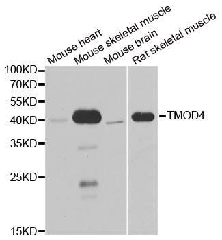 TMOD4 antibody