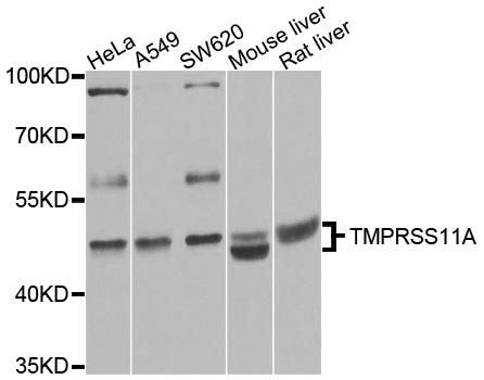 TMPRSS11A antibody