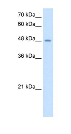 TMPRSS11D antibody