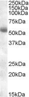 Goat anti-TMPRSS2 Antibody