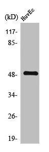 TMPRSS3 Antibody