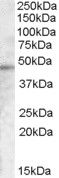 Goat anti-TMPRSS3 Antibody