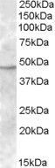 Goat anti-TMPRSS4 Antibody