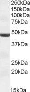 Goat anti-TMPRSS4 (aa245-57) Antibody