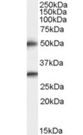 Goat anti-Spinesin / TMPRSS5 Antibody