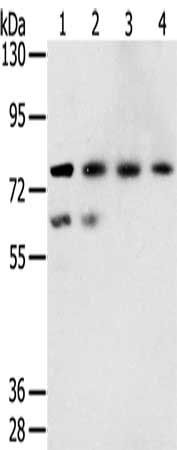 TMPRSS7 antibody