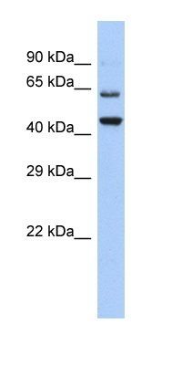 TMTC2 antibody
